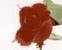 xrose_eternalx