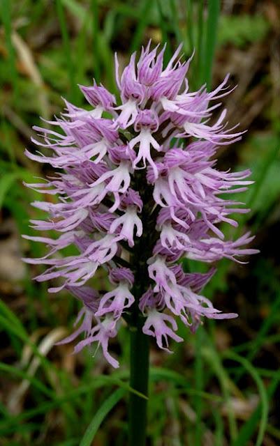 Naked Hanging Man Hanging Naked Men Orchid Flower – LEGIT | GearChase